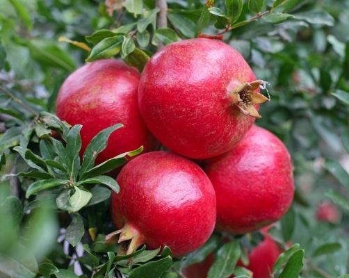Fresh Fruits