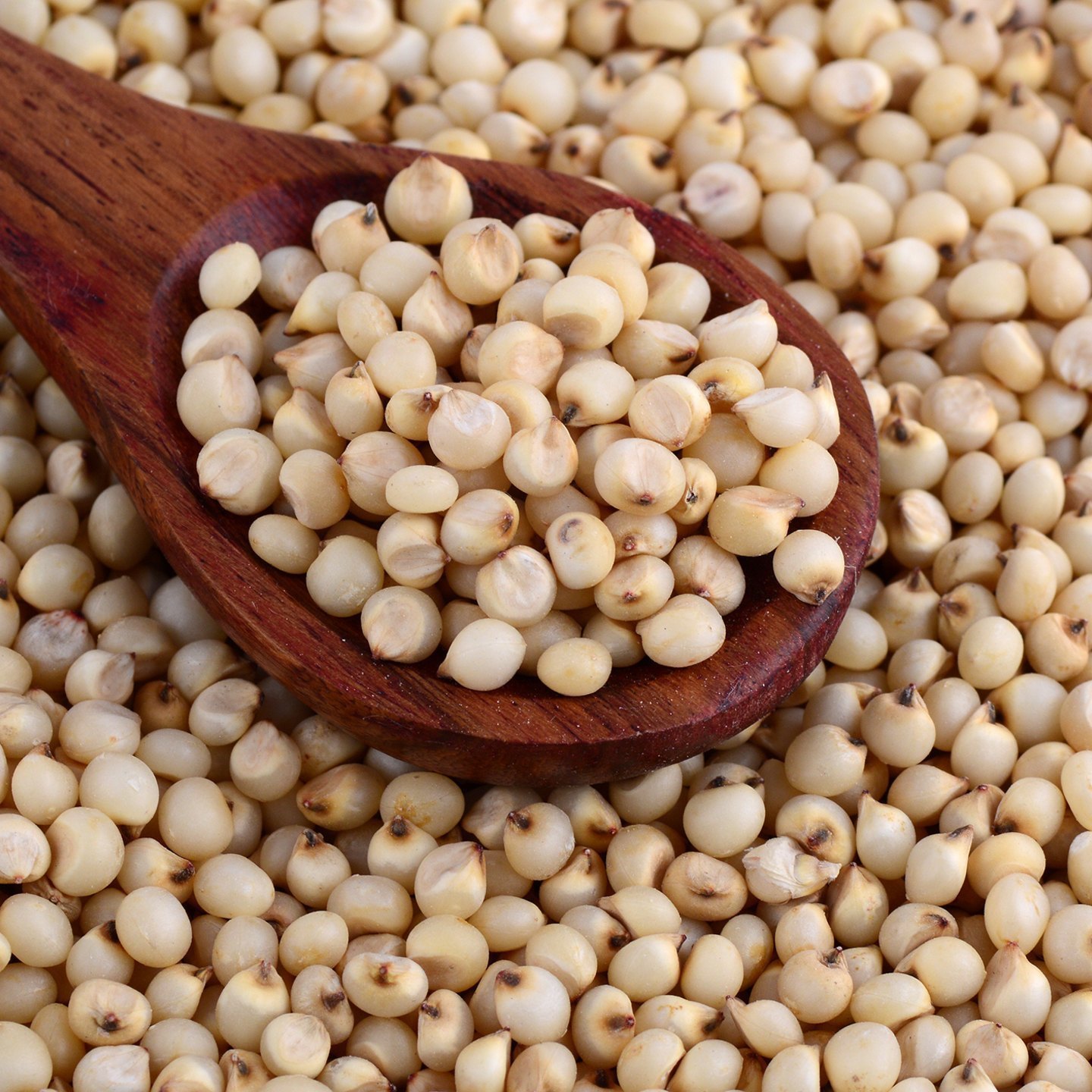 Sorghum Millets (Jowar)